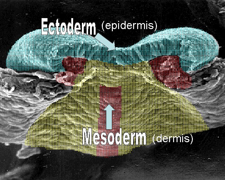 (epidermis) (dermis) 