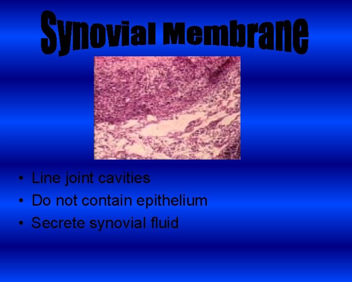  • Line joint cavities • Do not contain epithelium • Secrete synovial fluid