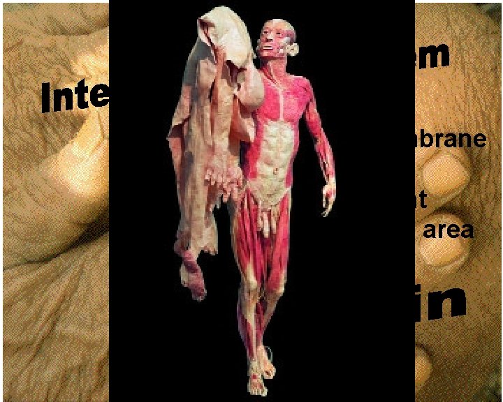 Cutaneous membrane Largest organ 16% body weight 2 square meters area 
