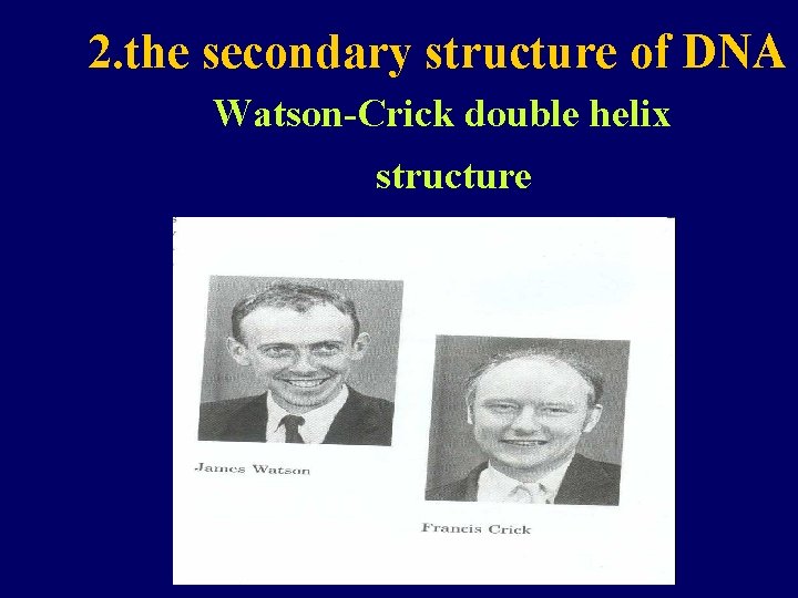 2. the secondary structure of DNA Watson-Crick double helix structure 
