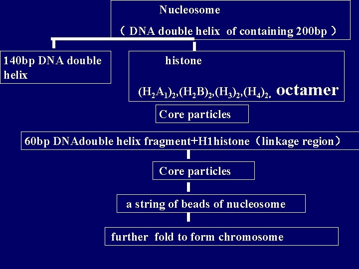 Nucleosome （ DNA double helix of containing 200 bp ） 140 bp DNA double