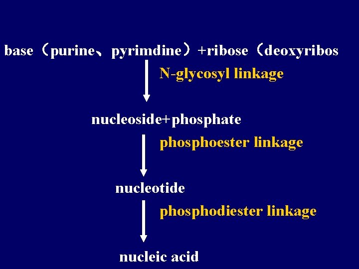 base（purine、pyrimdine）+ribose（deoxyribos N-glycosyl linkage nucleoside+phosphate phosphoester linkage nucleotide phosphodiester linkage nucleic acid 