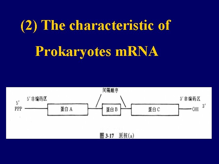 (2) The characteristic of Prokaryotes m. RNA 