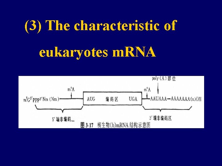 (3) The characteristic of eukaryotes m. RNA 