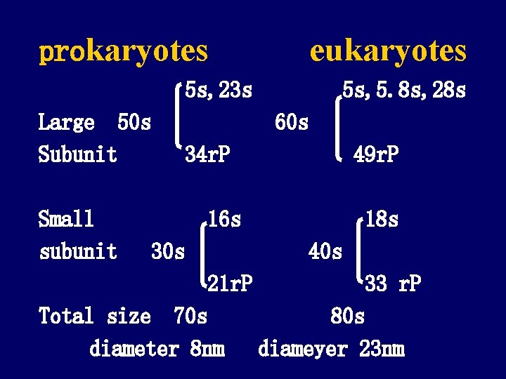 prokaryotes eukaryotes 5 s, 23 s Large 50 s Subunit Small subunit 5 s,