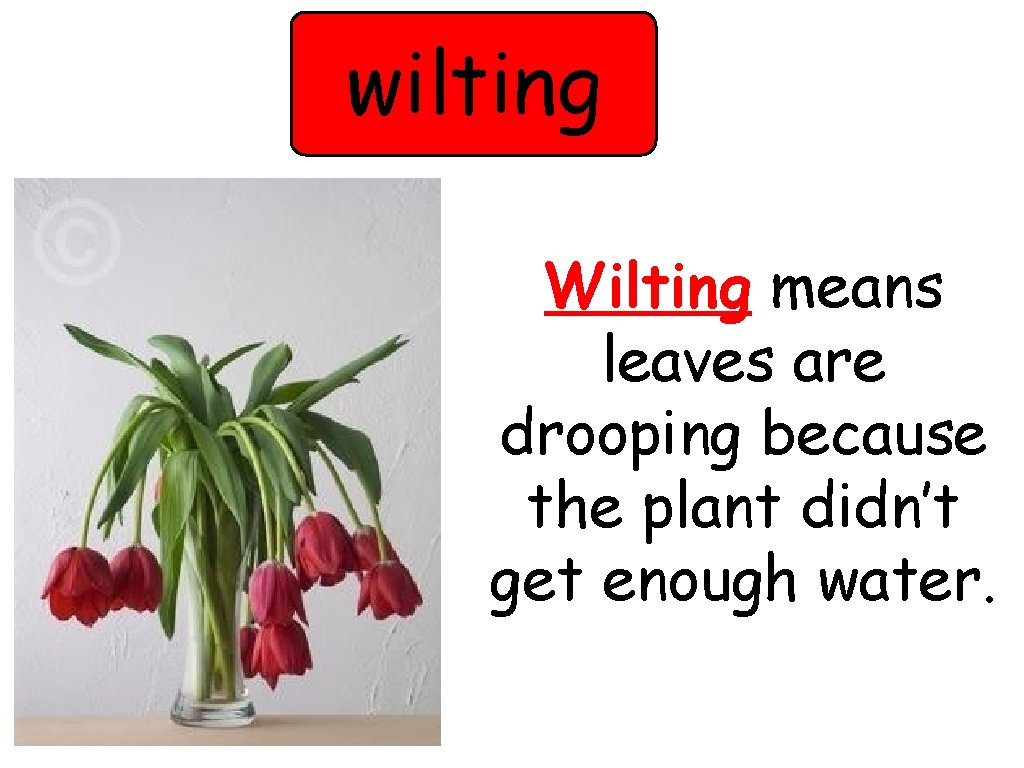 wilting Wilting means leaves are drooping because the plant didn’t get enough water. 