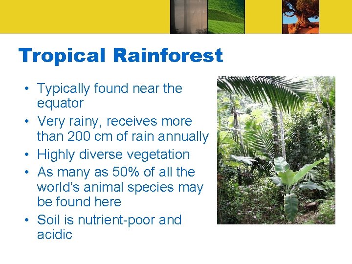 Tropical Rainforest • Typically found near the equator • Very rainy, receives more than