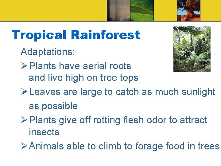 Tropical Rainforest Adaptations: Ø Plants have aerial roots and live high on tree tops