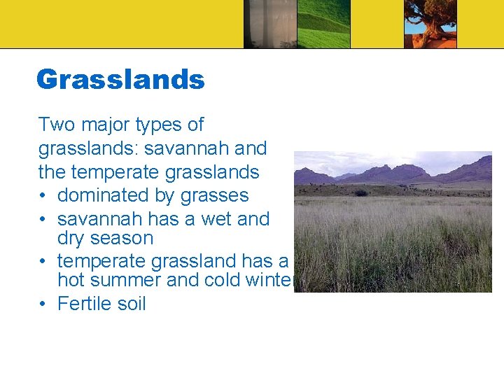 Grasslands Two major types of grasslands: savannah and the temperate grasslands • dominated by