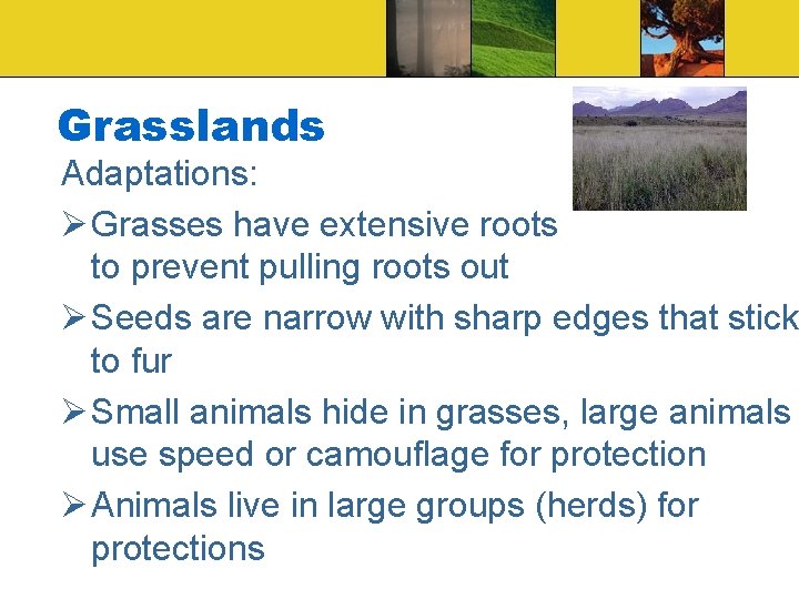 Grasslands Adaptations: Ø Grasses have extensive roots to prevent pulling roots out Ø Seeds