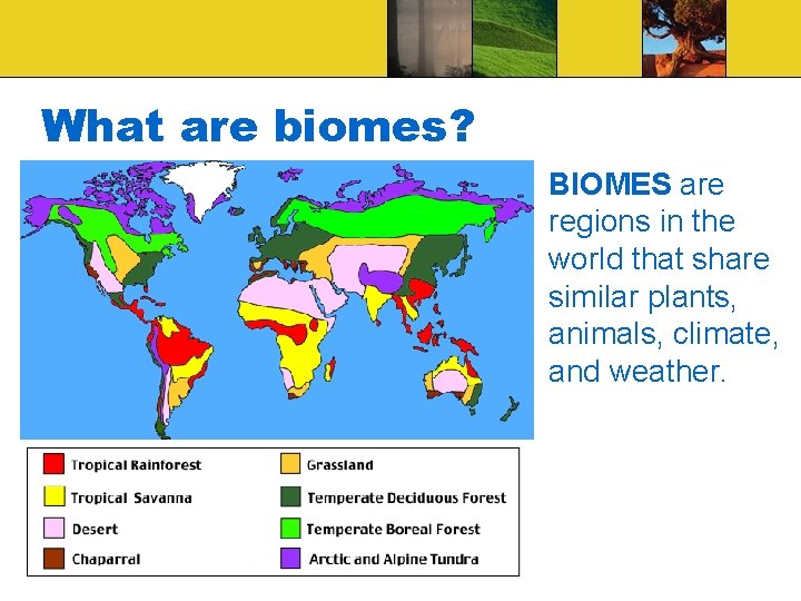 What are biomes? BIOMES are regions in the world that share similar plants, animals,