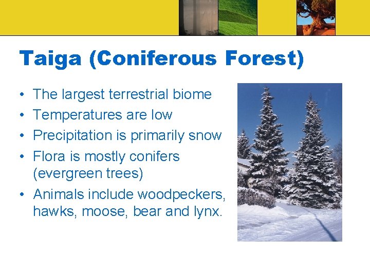 Taiga (Coniferous Forest) • • The largest terrestrial biome Temperatures are low Precipitation is