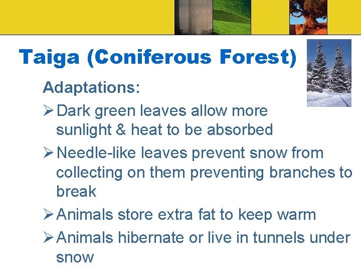 Taiga (Coniferous Forest) Adaptations: Ø Dark green leaves allow more sunlight & heat to