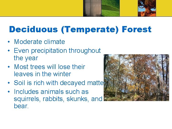 Deciduous (Temperate) Forest • Moderate climate • Even precipitation throughout the year • Most