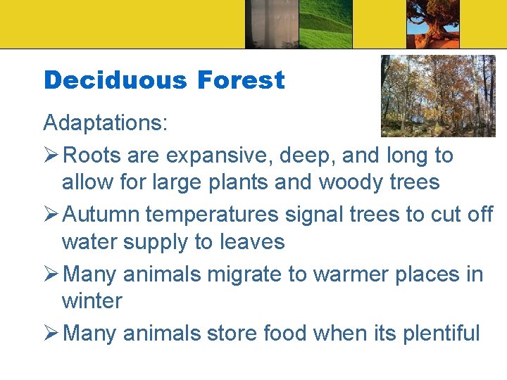 Deciduous Forest Adaptations: Ø Roots are expansive, deep, and long to allow for large