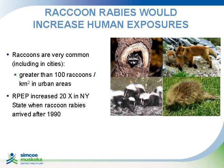 RACCOON RABIES WOULD INCREASE HUMAN EXPOSURES • Raccoons are very common (including in cities):