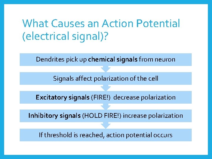 What Causes an Action Potential (electrical signal)? Dendrites pick up chemical signals from neuron