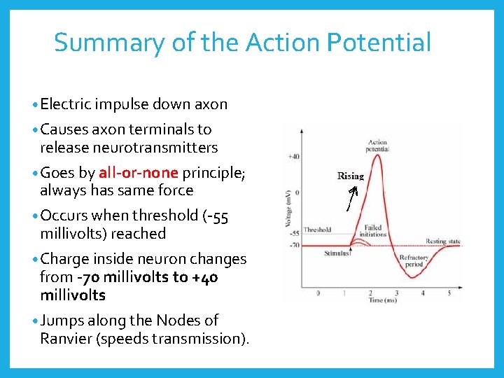 Summary of the Action Potential • Electric impulse down axon • Causes axon terminals