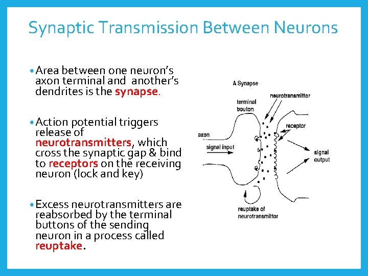 Synaptic Transmission Between Neurons • Area between one neuron’s axon terminal and another’s dendrites
