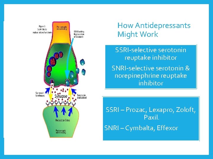 How Antidepressants Might Work SSRI-selective serotonin reuptake inhibitor SNRI-selective serotonin & norepinephrine reuptake inhibitor