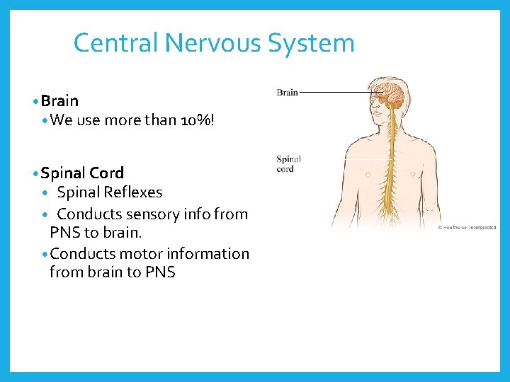 Central Nervous System • Brain • We use more than 10%! • Spinal Cord