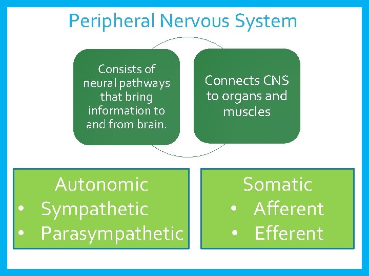 Peripheral Nervous System Consists of neural pathways that bring information to and from brain.