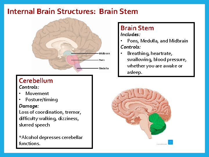 Internal Brain Structures: Brain Stem Includes: • Pons, Medulla, and Midbrain Controls: • Breathing,