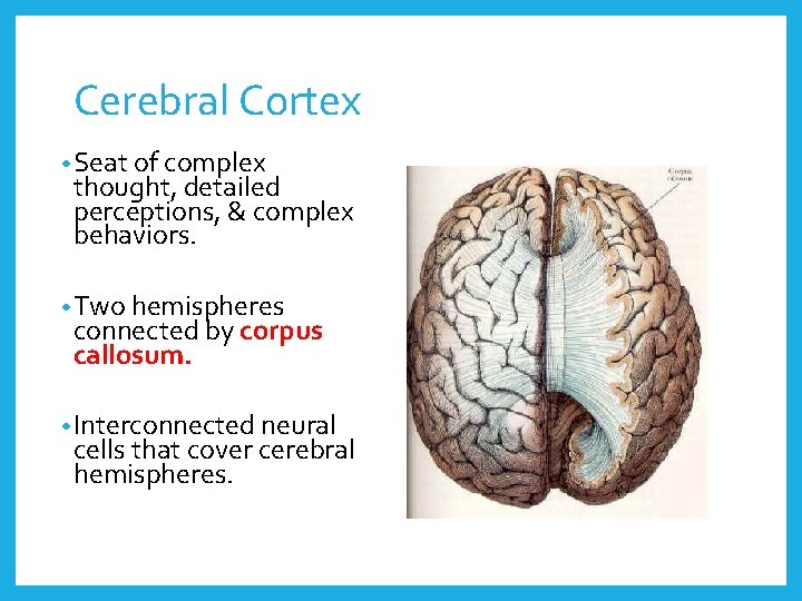 Cerebral Cortex • Seat of complex thought, detailed perceptions, & complex behaviors. • Two