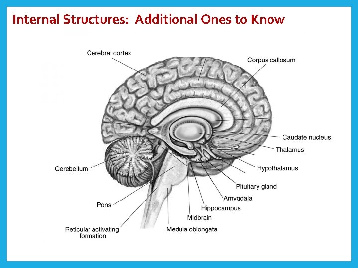 Internal Structures: Additional Ones to Know 
