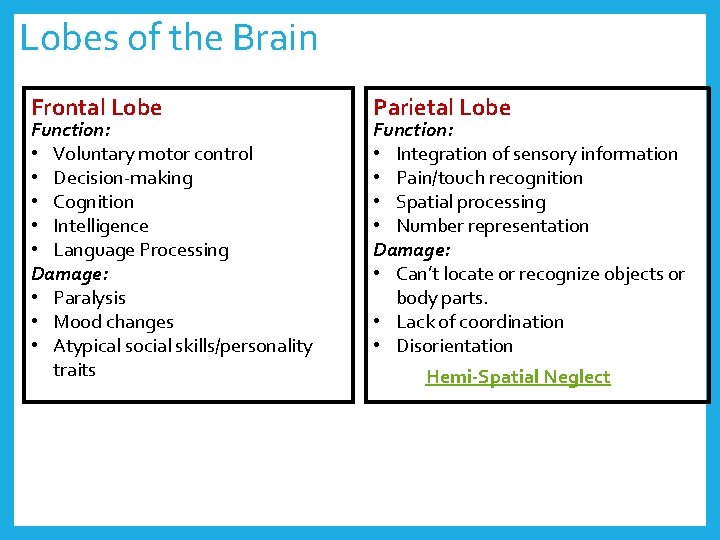 Lobes of the Brain Frontal Lobe Function: • Voluntary motor control • Decision-making •