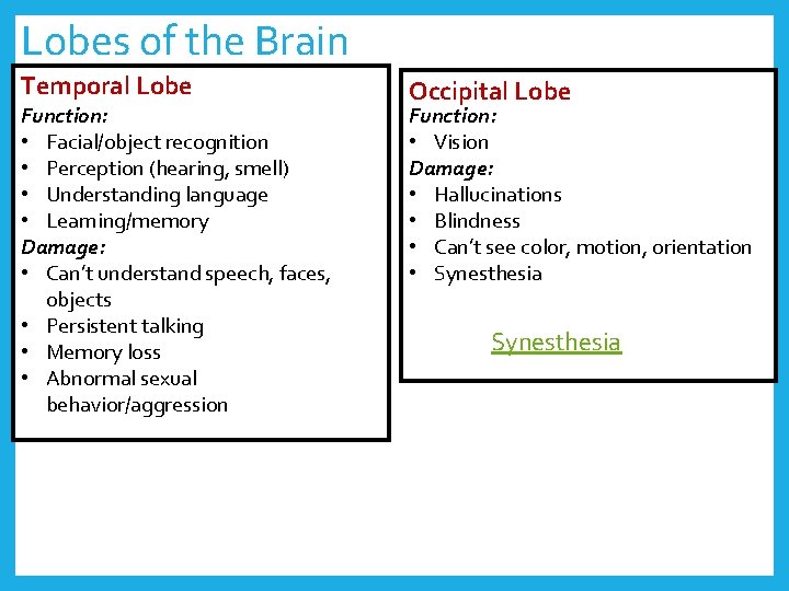 Lobes of the Brain Temporal Lobe Function: • Facial/object recognition • Perception (hearing, smell)
