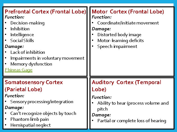 Prefrontal Cortex (Frontal Lobe) Motor Cortex (Frontal Lobe) Function: • Decision-making • Inhibition •