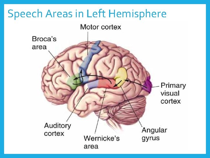 Speech Areas in Left Hemisphere 