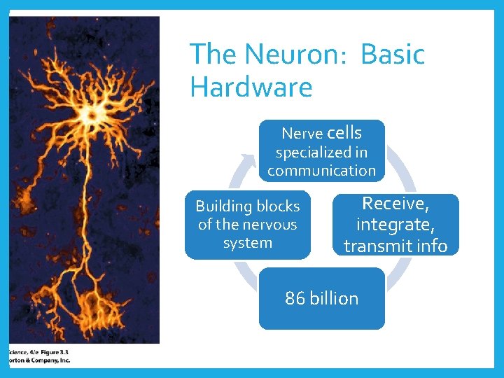 The Neuron: Basic Hardware Nerve cells specialized in communication Building blocks of the nervous