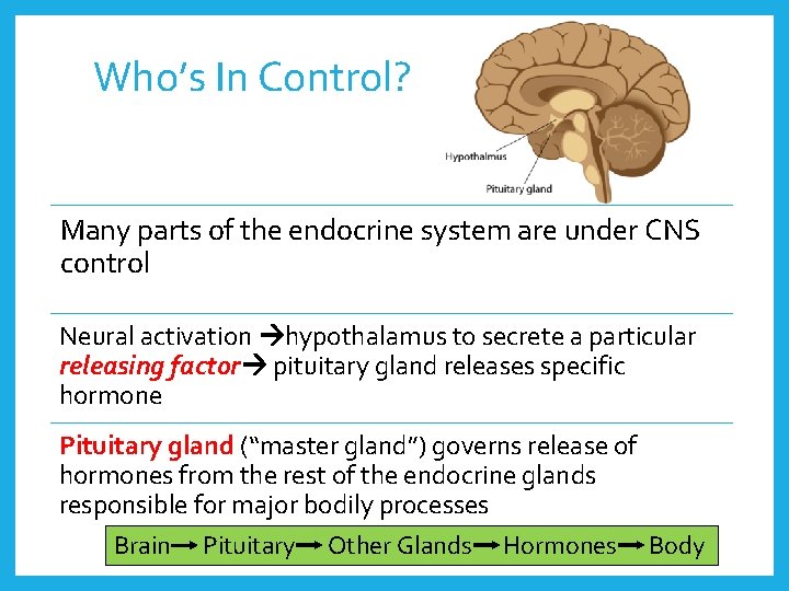 Who’s In Control? Many parts of the endocrine system are under CNS control Neural