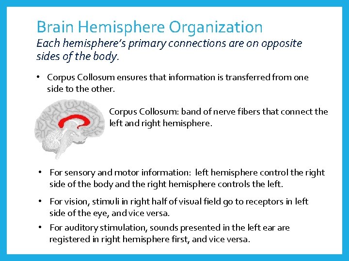 Brain Hemisphere Organization Each hemisphere’s primary connections are on opposite sides of the body.