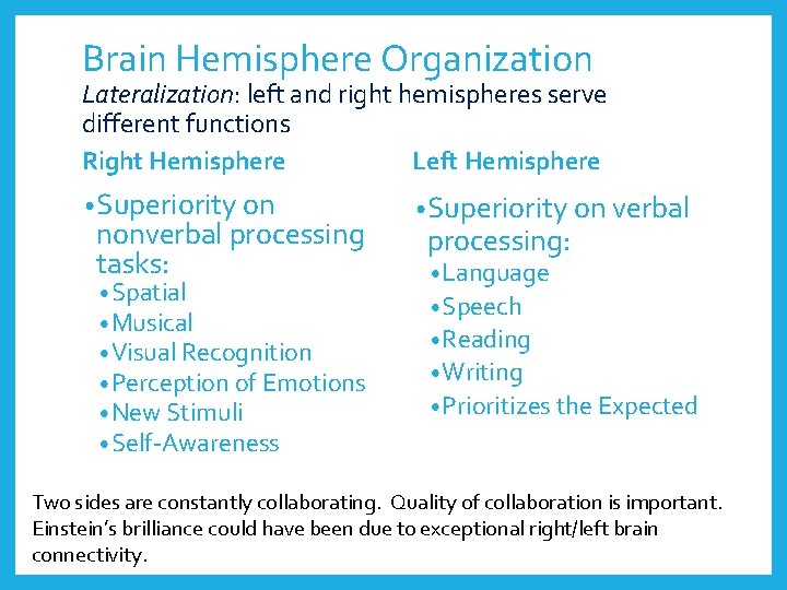 Brain Hemisphere Organization Lateralization: left and right hemispheres serve different functions Left Hemisphere Right