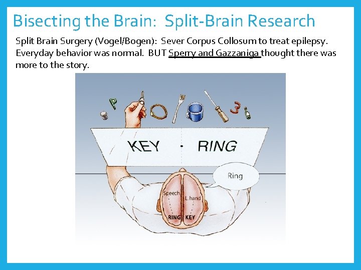 Bisecting the Brain: Split-Brain Research Split Brain Surgery (Vogel/Bogen): Sever Corpus Collosum to treat