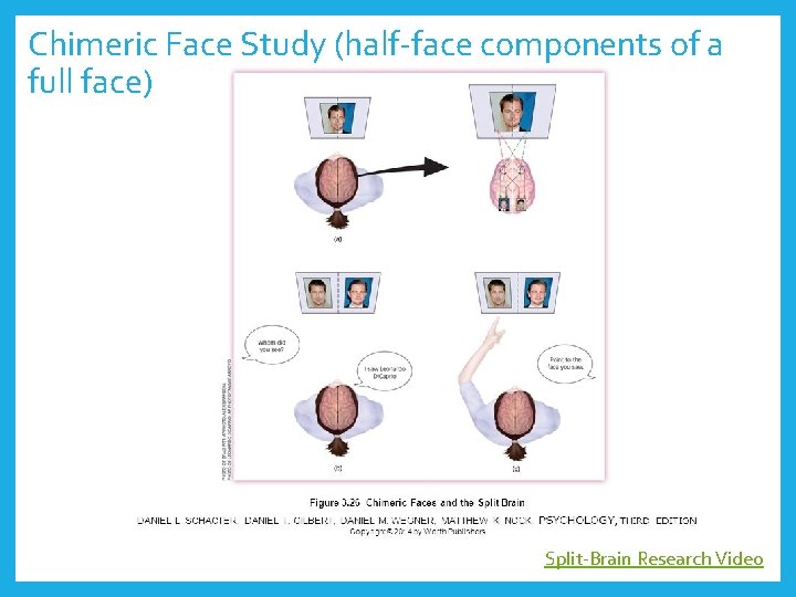 Chimeric Face Study (half-face components of a full face) Split-Brain Research Video 