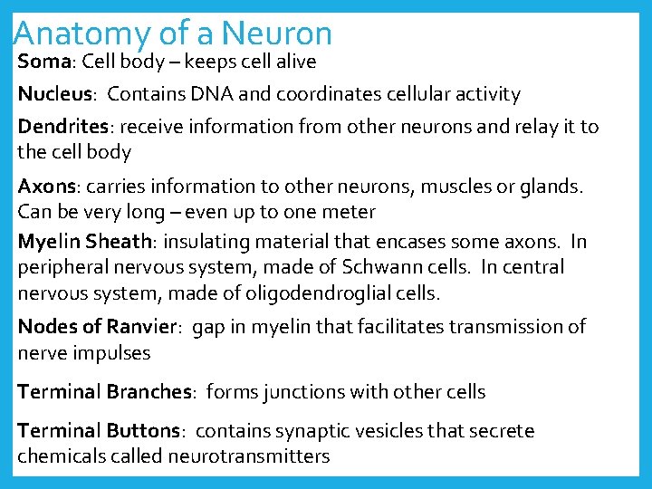 Anatomy of a Neuron Soma: Cell body – keeps cell alive Nucleus: Contains DNA