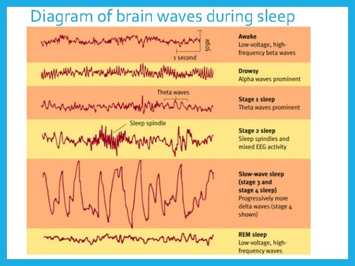 Diagram of brain waves during sleep 