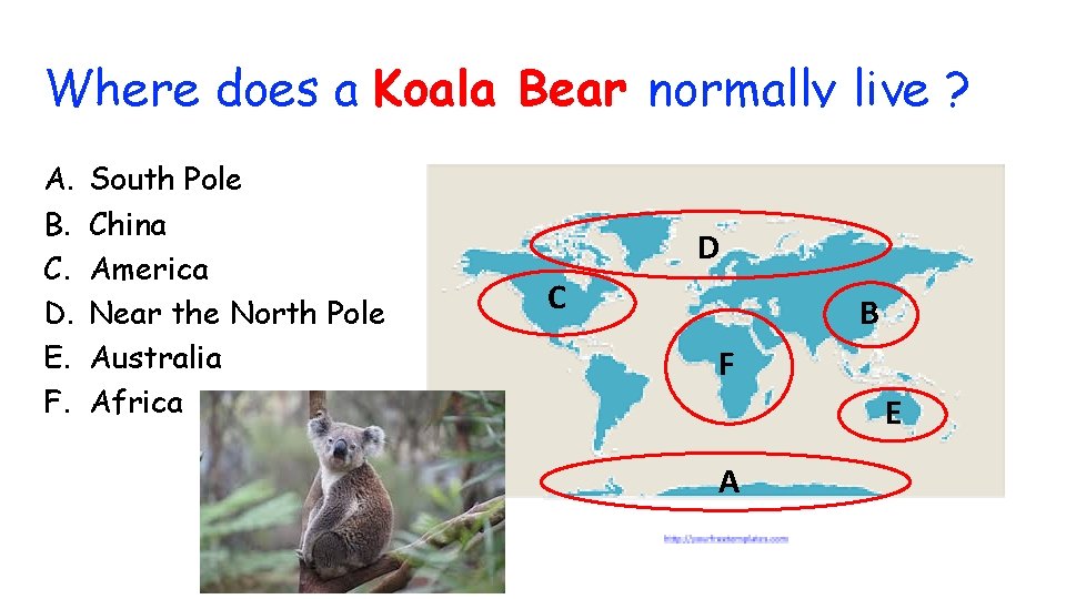 Where does a Koala Bear normally live ? A. B. C. D. E. F.