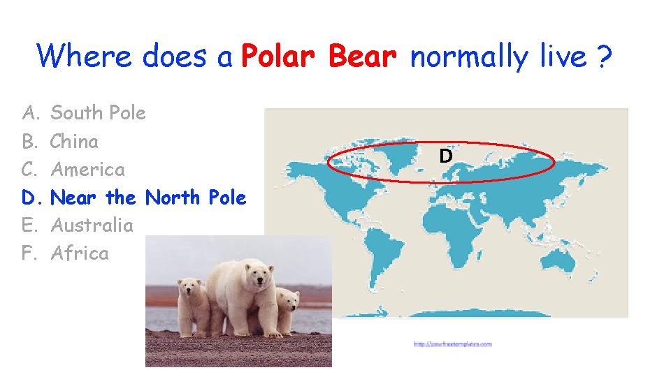 Where does a Polar Bear normally live ? A. South Pole B. China C.