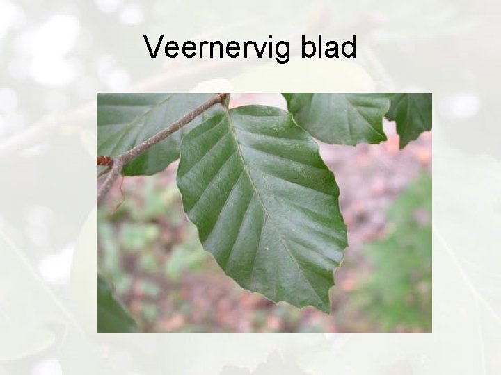 Veernervig blad 