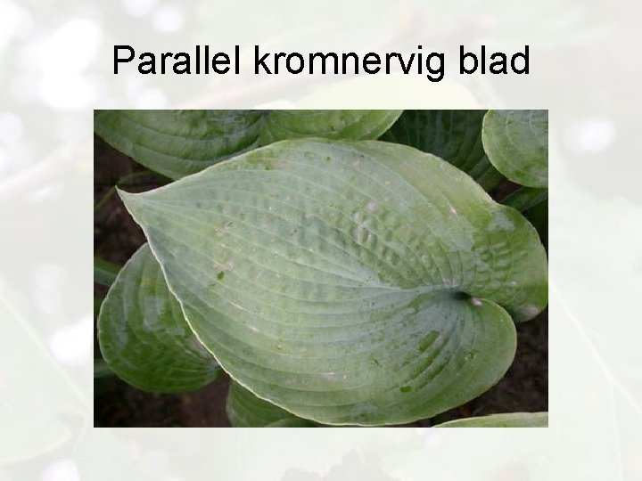 Parallel kromnervig blad 