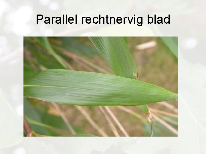 Parallel rechtnervig blad 