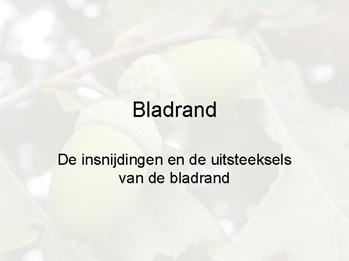 Bladrand De insnijdingen en de uitsteeksels van de bladrand 