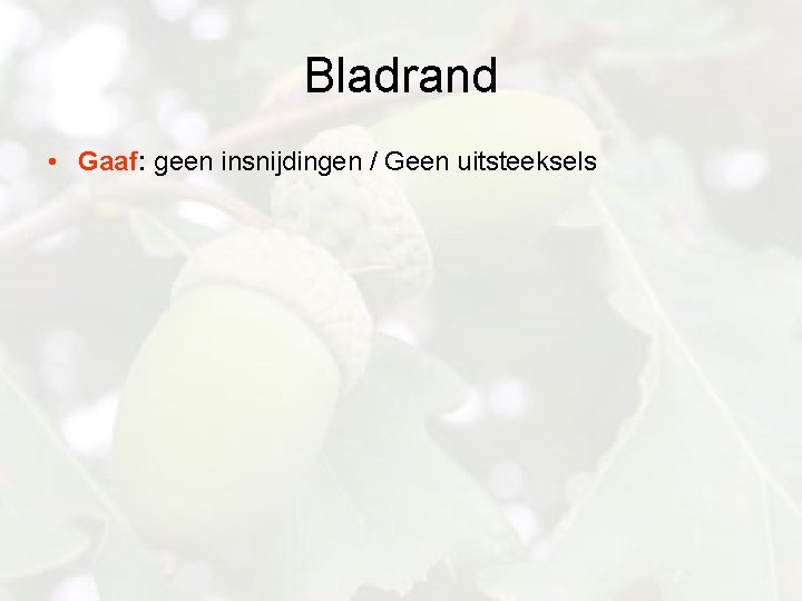 Bladrand • Gaaf: geen insnijdingen / Geen uitsteeksels 