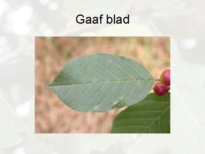 Gaaf blad 