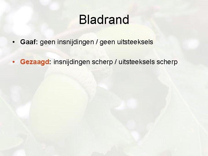 Bladrand • Gaaf: geen insnijdingen / geen uitsteeksels • Gezaagd: insnijdingen scherp / uitsteeksels